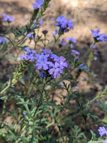 Image of Broad-Lobe Mock Vervain (Glandularia latilobata) by (c) Grant Mullen, some rights reserved (CC BY-SA)