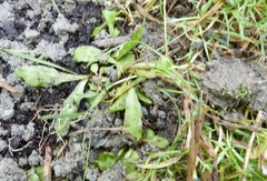 Mazus novaezeelandiae