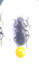 Pterostichus multipunctatus