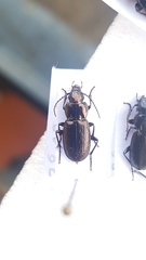 Pterostichus multipunctatus