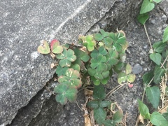 Oxalis corniculata