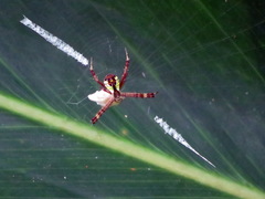 Argiope perforata