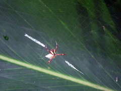 Argiope perforata