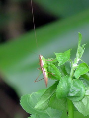 Anisoptera