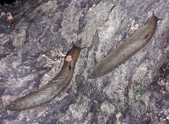 Pseudaneitea