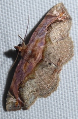 Eugnathia pulcherrima