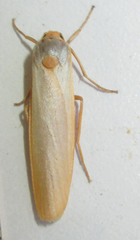 Sozusa scutellata