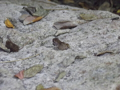 Eleutherodactylus pallidus