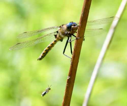 Beaverpond Baskettail photo 6