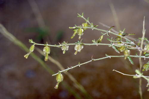 Image of Acleisanthes angustifolia by (c) Michelle W. （鍾偉瑋）, some rights reserved (CC BY)