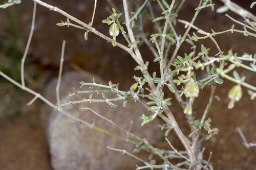 Image of Acleisanthes angustifolia by (c) Michelle W. （鍾偉瑋）, some rights reserved (CC BY)