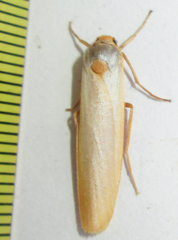 Sozusa scutellata