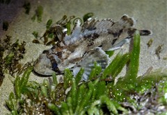 Devilfish photo 2