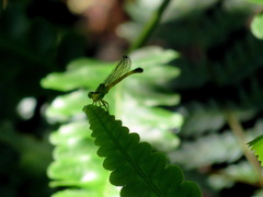 Ceriagrion fallax