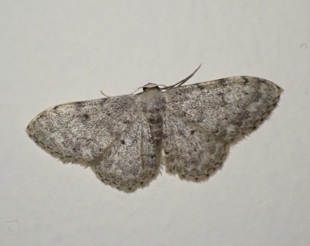 Idaea consolidata