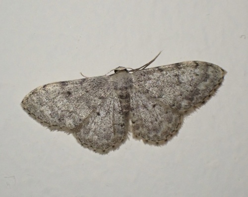 Idaea consolidata