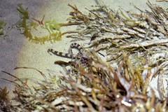 Hapalochlaena maculosa