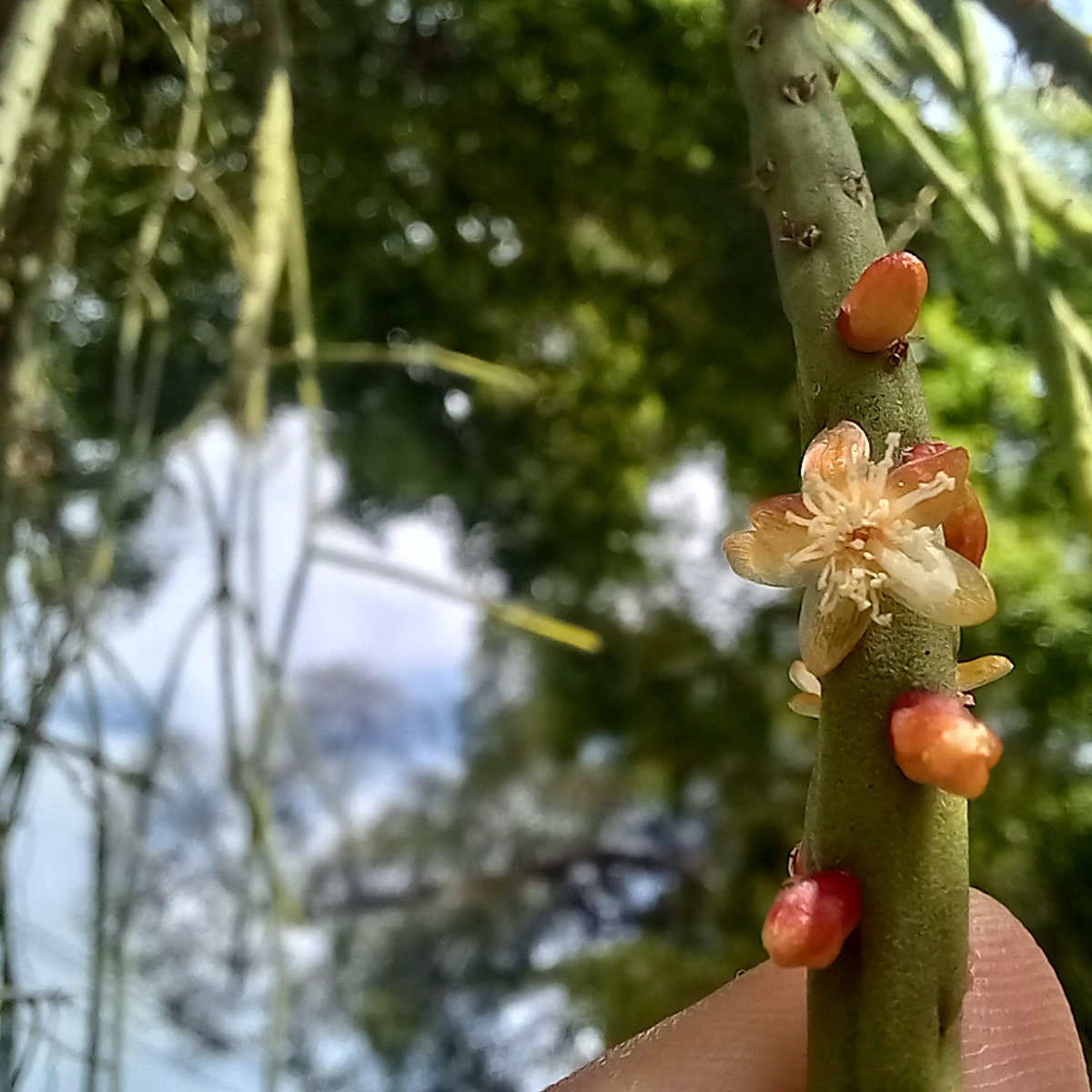 Rhipsalis lindbergiana