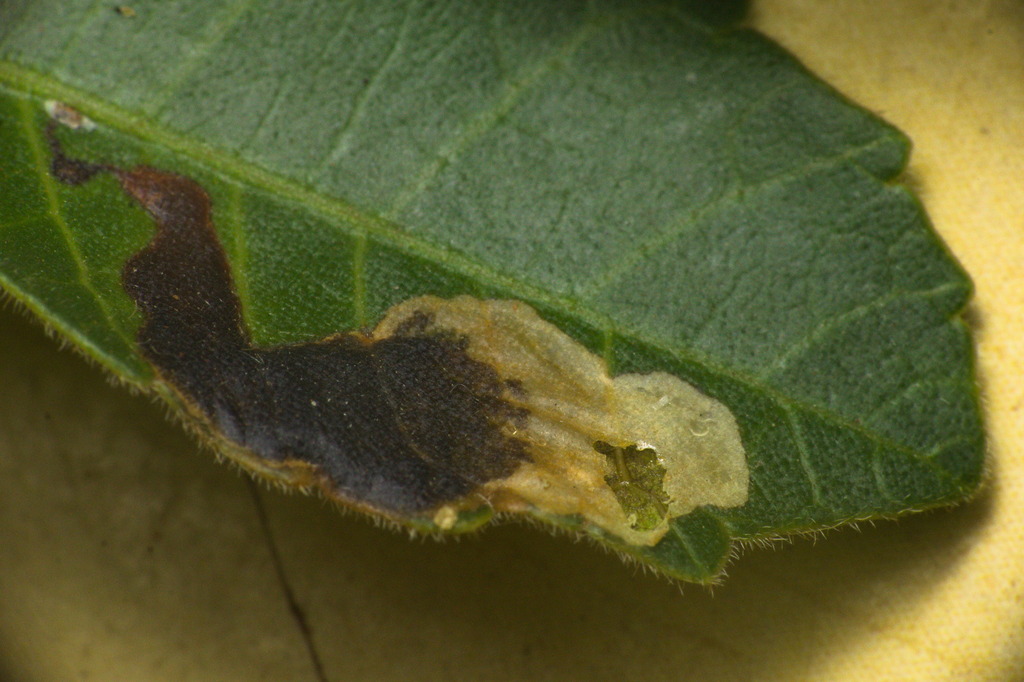 Leurocephala schinusae