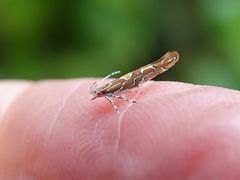 Pyroderces apparitella