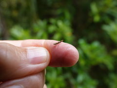 Pyroderces apparitella