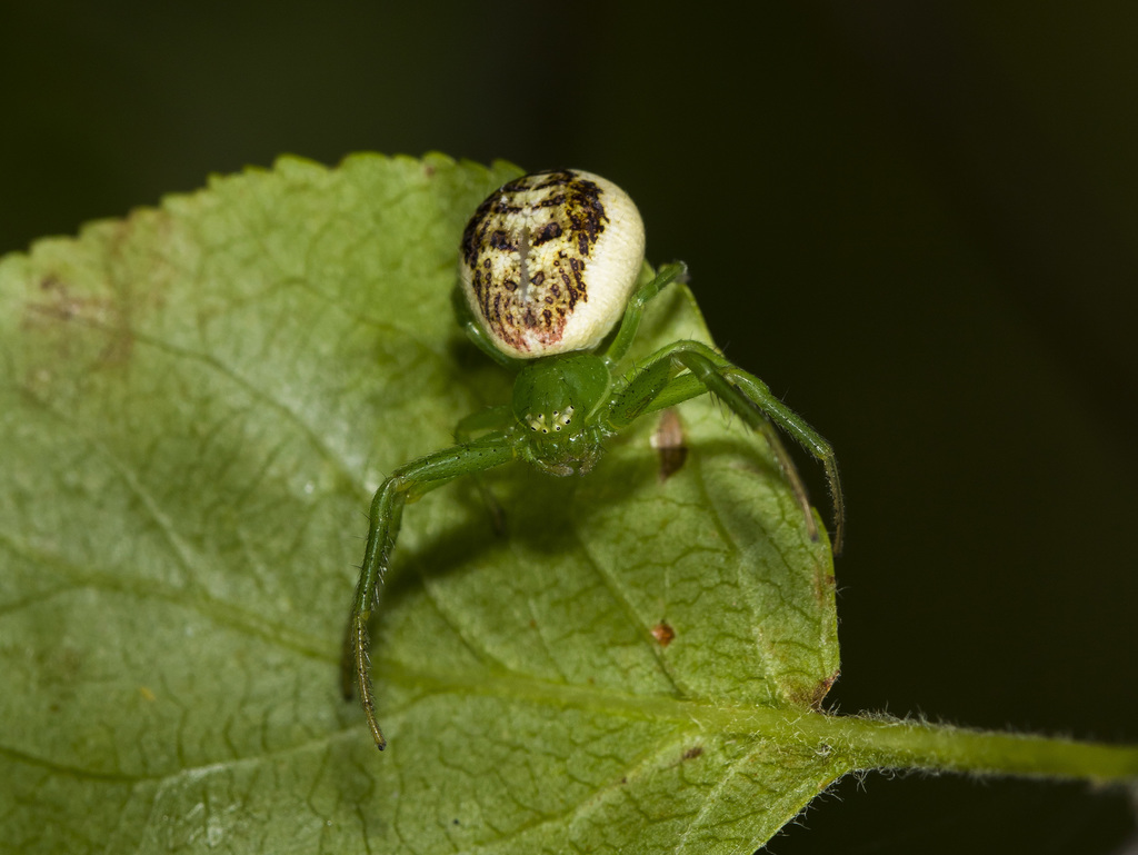 Diaea suspiciosa