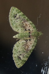 Chloroclystis semiscripta