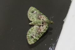 Chloroclystis semiscripta