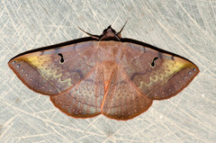 Hypopyra meridionalis