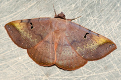 Hypopyra meridionalis