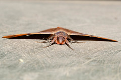Hypopyra meridionalis