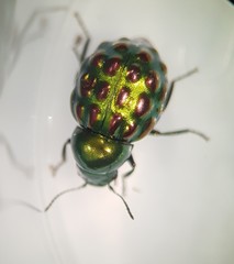 Notolioon gemmatus