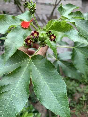 Jatropha gossypiifolia image
