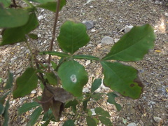 Paullinia sessiliflora