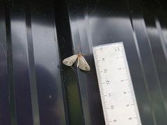 Chalastra aristarcha