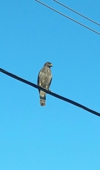 Rupornis magnirostris