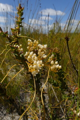 Cuscuta angulata