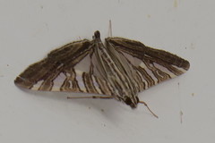 Glyphodes stolalis