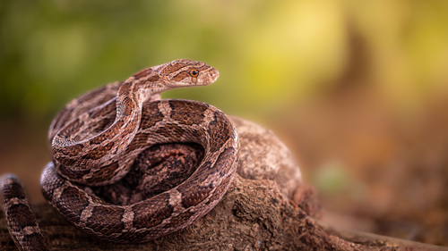 Great Plains Ratsnake