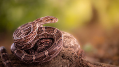 Great Plains Rat Snake photo 3