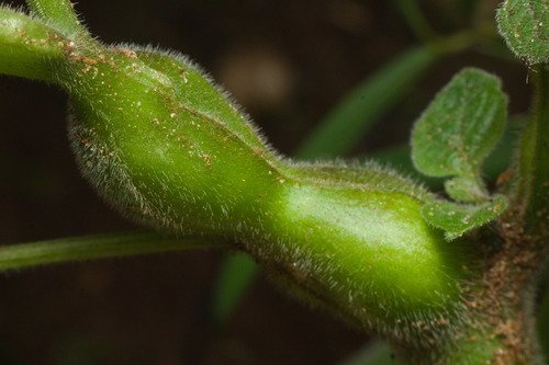 Neolasioptera ramicola