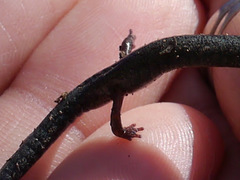 Plethodontidae