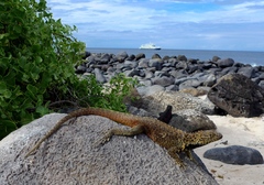 Microlophus delanonis