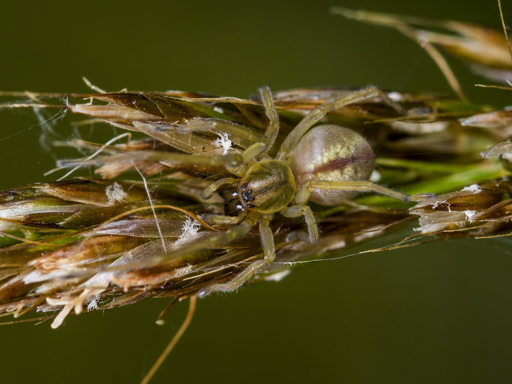 Two-Clawed Hunting Spider