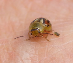 Paropsisterna obliterata