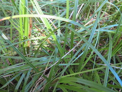Carex uncinata
