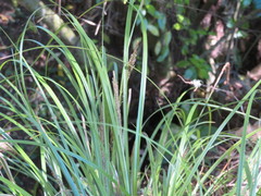 Carex uncinata