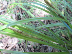 Carex uncinata