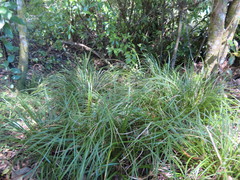 Carex uncinata