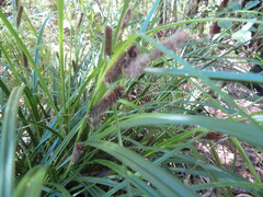 Carex lambertiana
